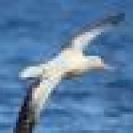 albatros1