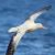 albatros1